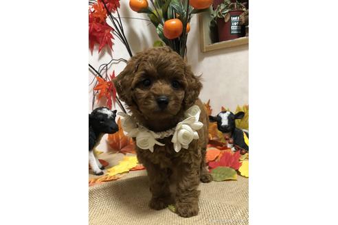 成約済の岡山県のタイニープードル-146325の3枚目
